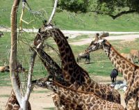 San Diego Zoo Safari Park